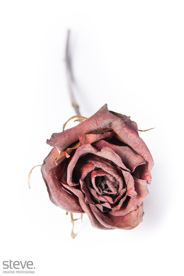Dead Rose